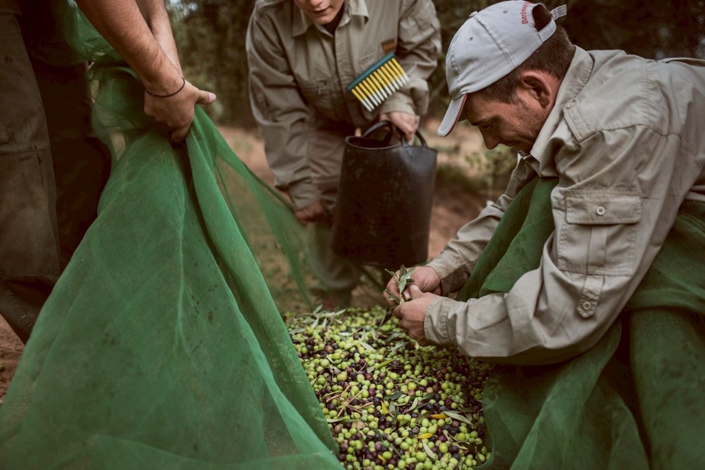 🇪🇸【西班牙原裝進口】龐世特級冷壓橄欖油 1L
